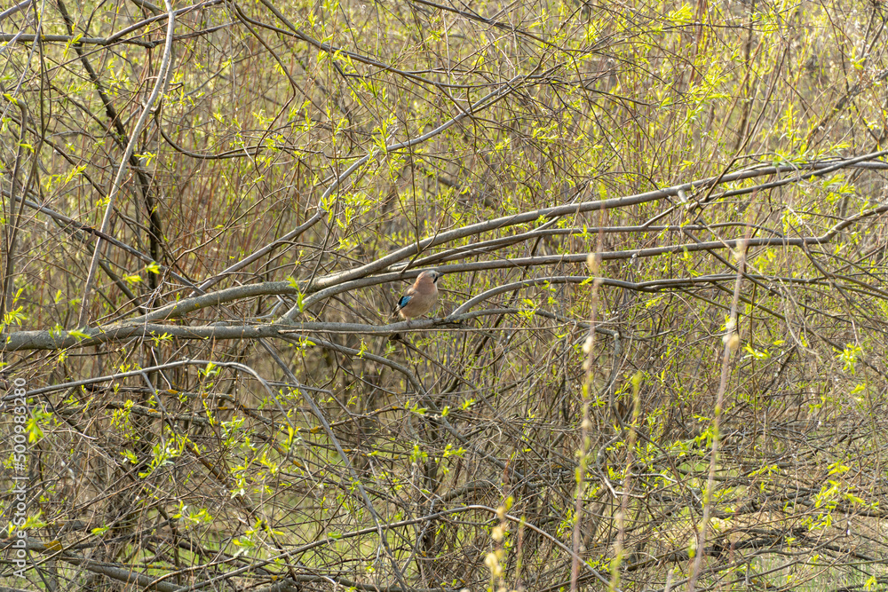 Jay sits on branch tree in springtime. Nice small bright bird with colored feathers and blue wings sitting in the park. Beautiful eurasian Garrulus glandarius. Birdlife in wild nature.