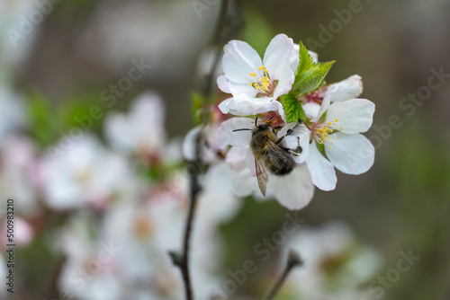 Bumblebee on cherry blossoms in spring season in the garden. Insect collect nectar and spread pollen. Apiculture. Branches of white flowers and young green leaves on fruit tree in sunny day.