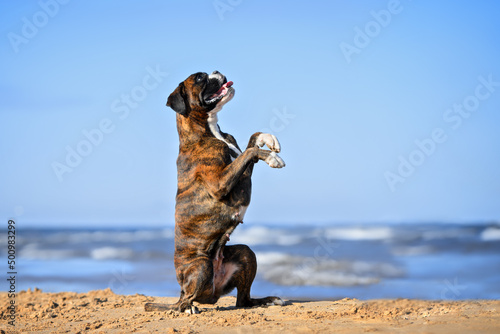 german boxer dog begging on the beach