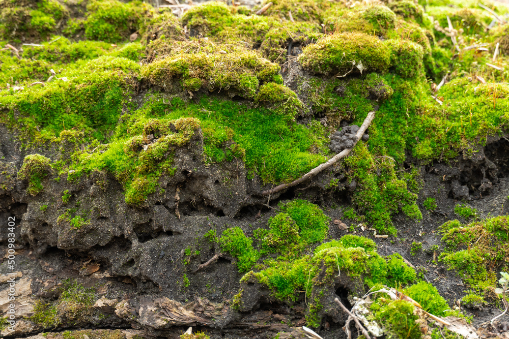 Fototapeta premium Green young moss in nature. Beautiful grass grows in the forest. Mound of soil is covered with dense plants. Moss is the oldest inhabitant of the earth. Wetlands.