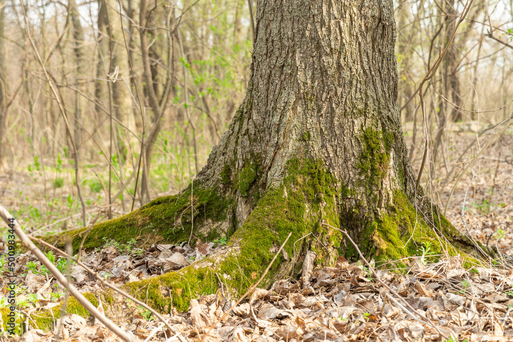 Naklejka premium Green young moss in nature. Trunk tree is covered with dense plants. Beautiful grass grows in the forest. Moss is the oldest inhabitant of the earth. Wetlands.