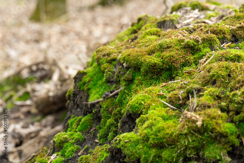 Green young moss in nature. Beautiful grass grows in the forest. Mound of soil is covered with dense plants. Moss is the oldest inhabitant of the earth. Wetlands.