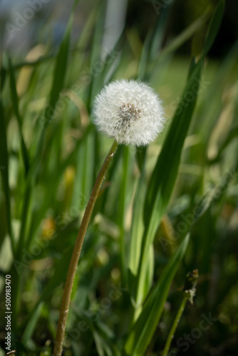 A lone  but beautiful dandelion in grass
