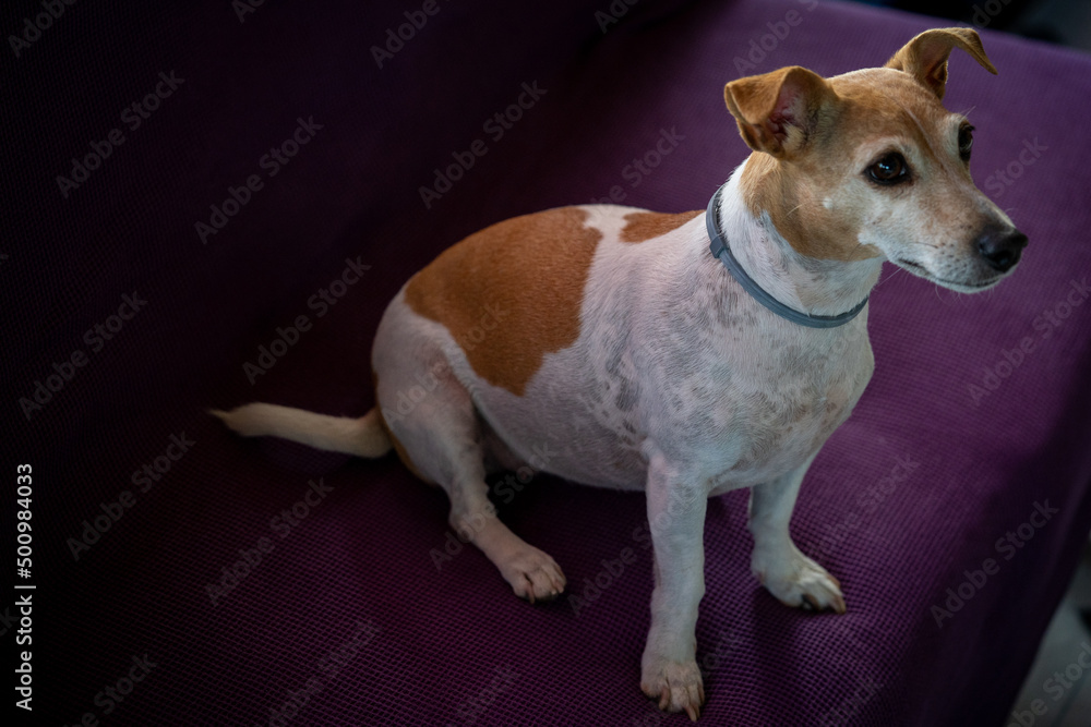 Amazing dog portraits showing their rich emotional life and how much they love and trust us as their best friends Amazing dog portraits showing their rich emotional life and how much they love and trust us as their best friends