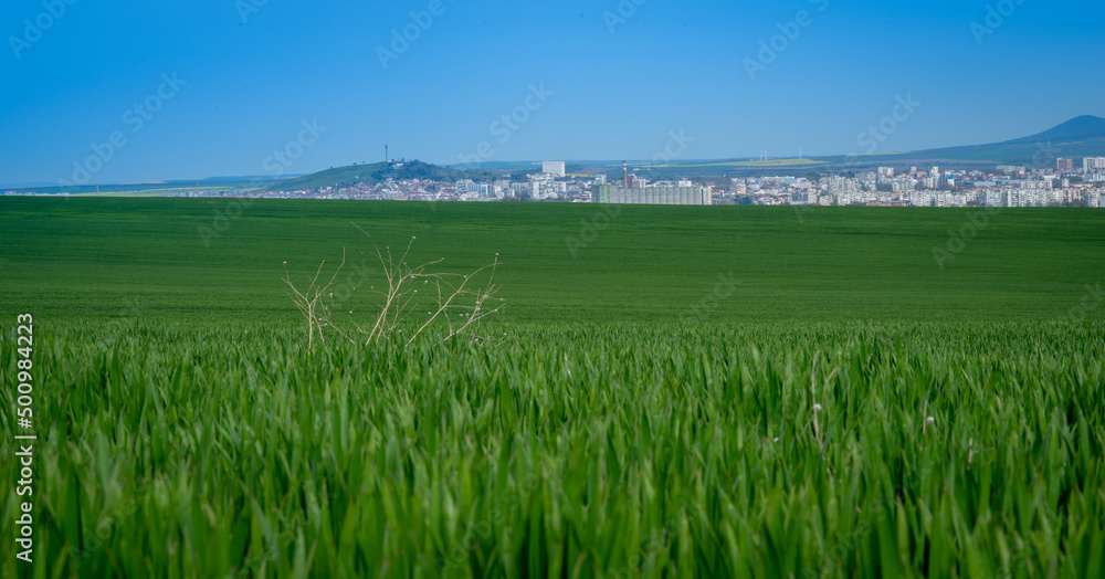 Wonderful rapeseed crops in April, 2022 near Yambol, Bulgaria Wonderful rapeseed crops in April, 2022 near Yambol, Bulgaria