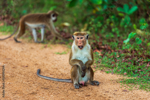 Monkeys in the National Park photo