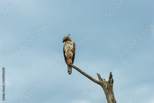 Photography Birds in the National Park
