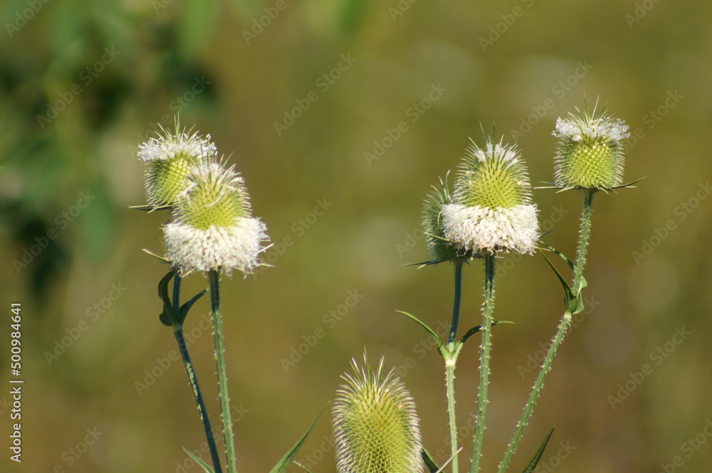 Closeup of cutleaf teasel seeds with green blurred background Closeup of cutleaf teasel seeds with green blurred background