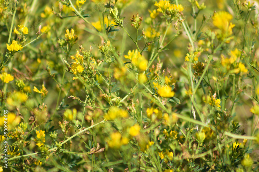 Closeup of sickle medick flowers with selective focus on foreground