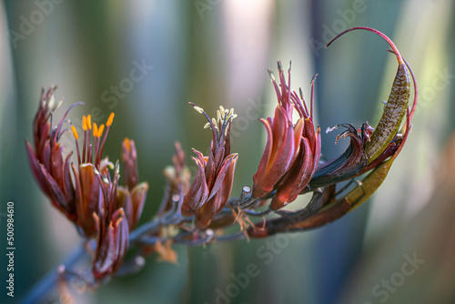 New Zealand Flax plant in autumn. Close up.