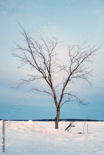 un arbre en hiver