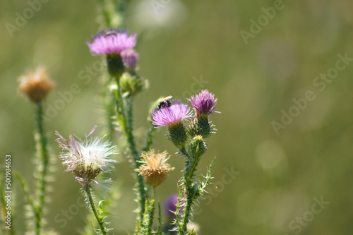 Closeup of spiny plumeless thistle flowers with selective focus on foreground