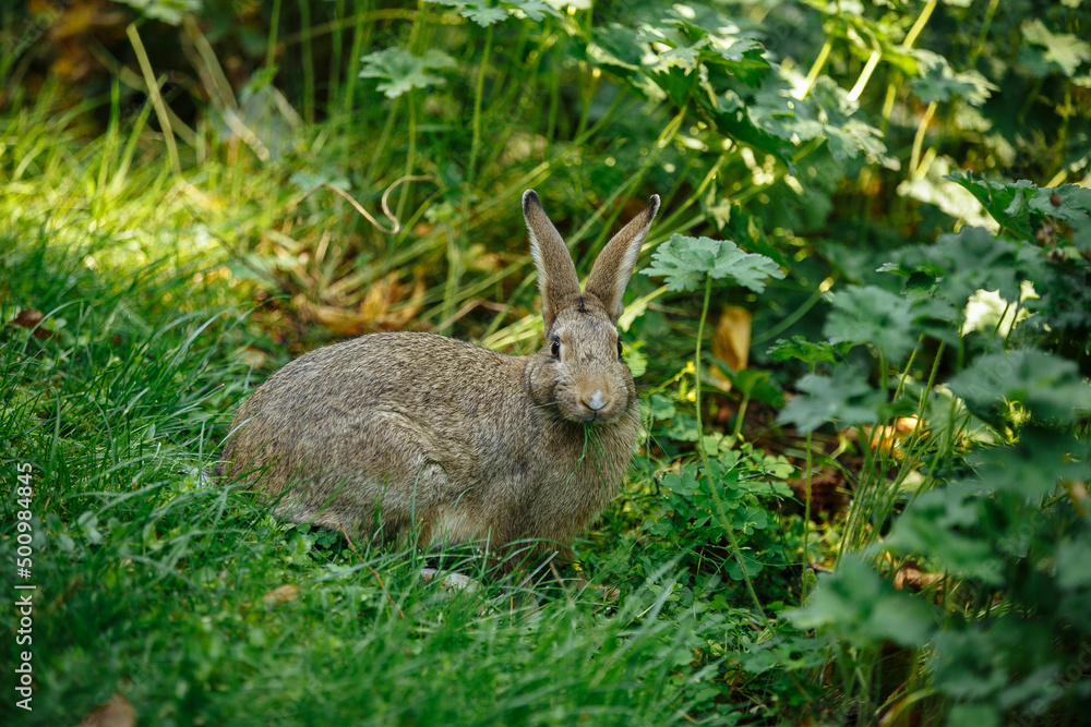 rabbit eats grass in the park in nature rabbit eats grass in the park in nature