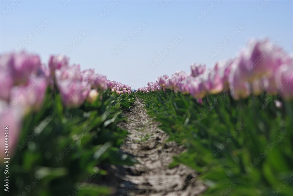 Obraz premium Rows of pink tulips