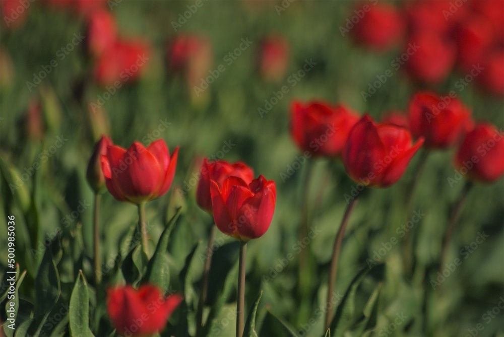 Close up of red tulips