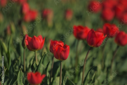 Close up of red tulips © Melissa