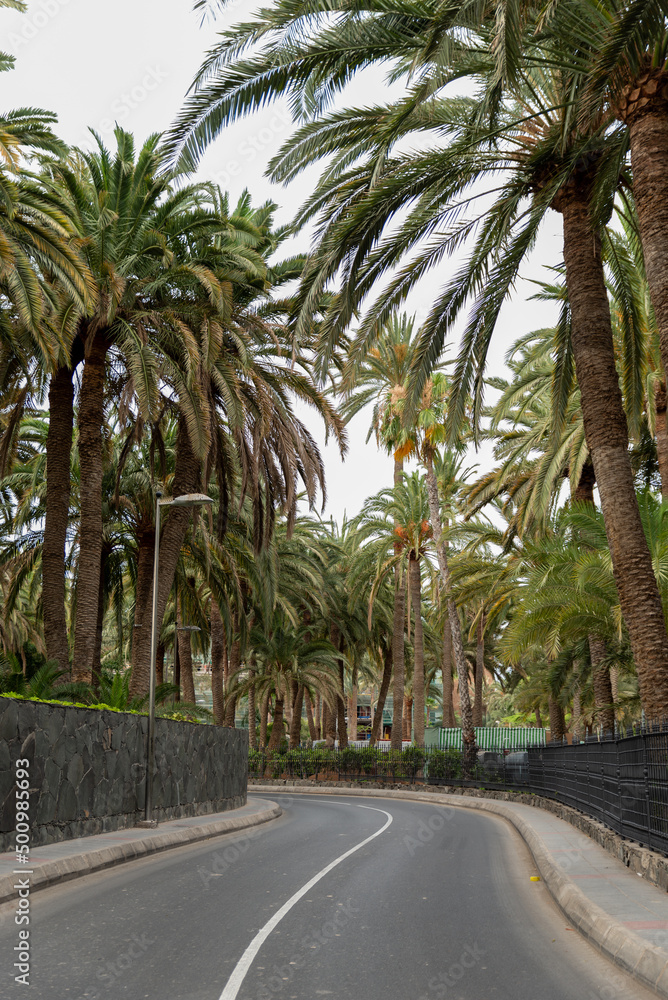 Beautiful view of new road among many palms on Island