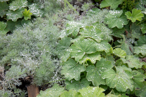 Flower bed with green various plants, gardening. Close up