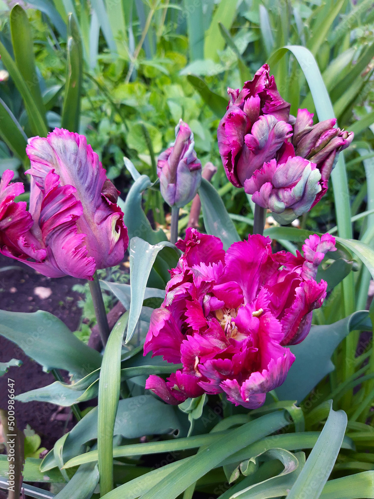 Fototapeta premium Parrot tulips close up