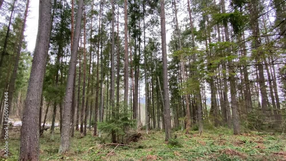 Spring forest. Beauty is in nature. Video. Spring forest. Beauty is in nature. Video.