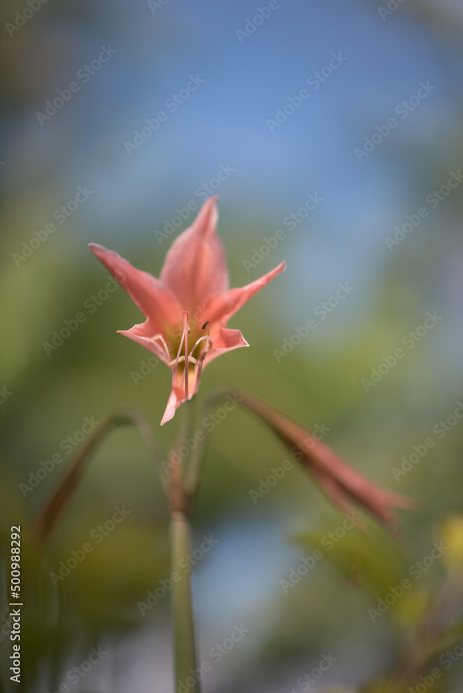 Fototapeta premium Flor