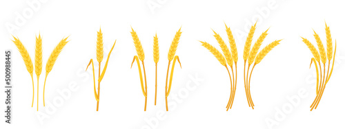 Ears of wheat with spikes and stems of various shapes isolated on white background.