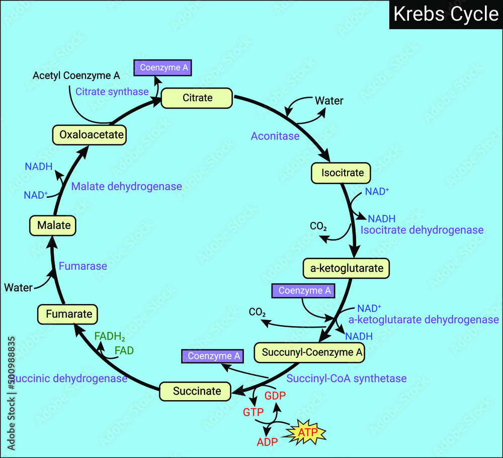 Krebs cycle (citric acid cycle or tricarboxylic acid cycle) Stock