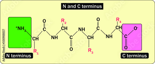 N and C terminus in a proteins