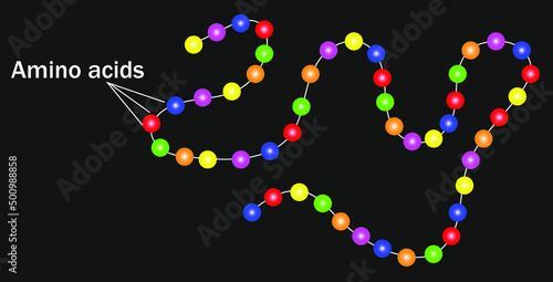 Primary structure of protein