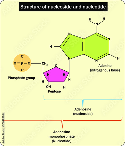 Structure of nucleoside and nucleotide