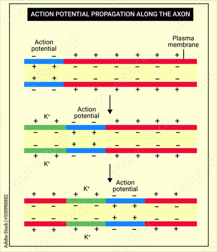 10-Action potential propagation along the axon