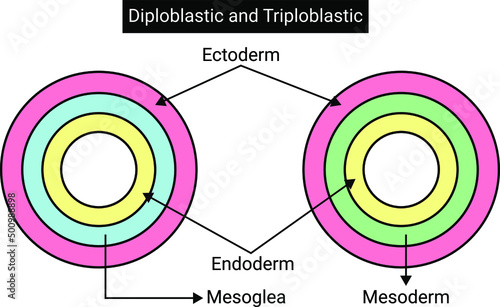 Diploblastic and Triploblastic