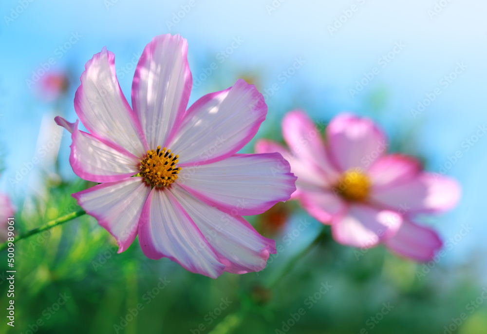 Closeup of pink cosmos flowers. Summer background.