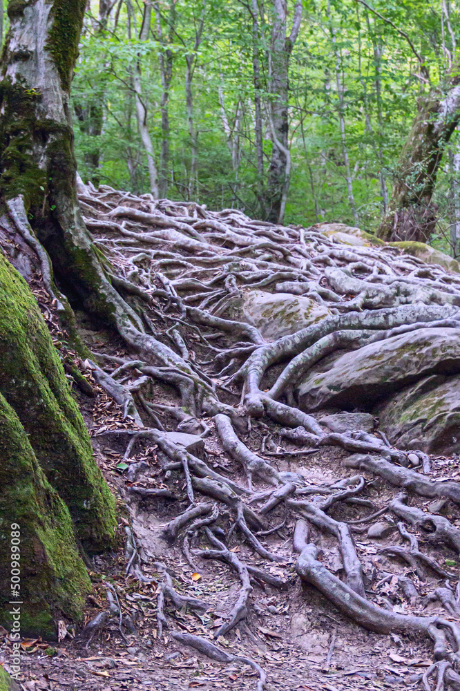 Powerful pine roots creeping over the mountain surface Powerful pine roots creeping over the mountain surface