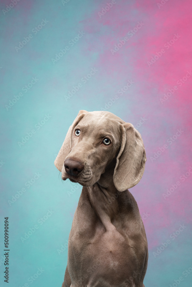 Weimaraner puppy on a colorful background
