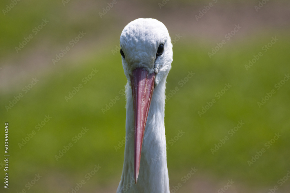 Weißstorch 
White stork