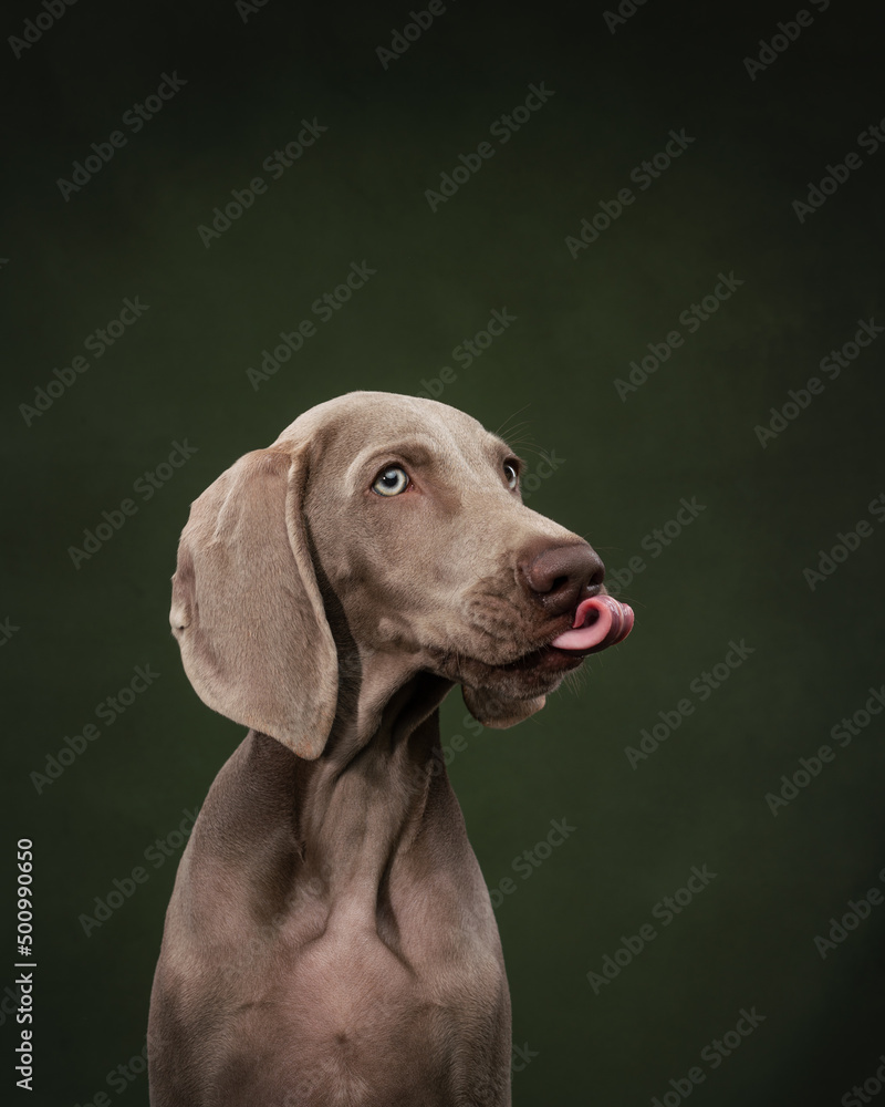 Weimaraner puppy on a green background