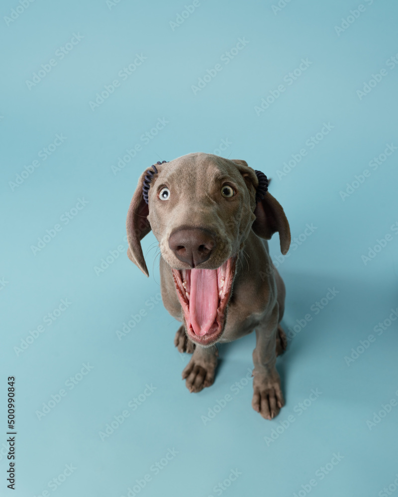 Weimaraner puppy on a blue background

