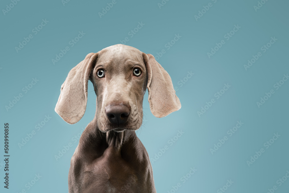 Weimaraner puppy on a blue background

