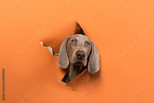 weimaraner puppy torn background