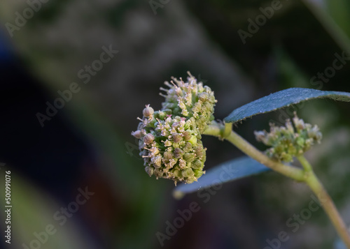 Euphorbia hitra wild flower in garden photo