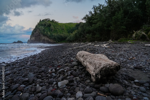 Driftwood on Pololu Beach in the Kohala Forest Reserve north of Big Island in Hawaii, United States photo