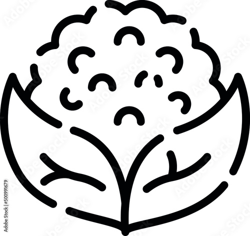Cauliflower cabbage of a variety which bears a large immature flower head