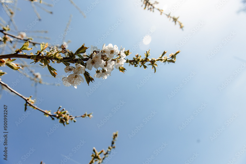 Obraz premium color of white flowers on a background of blue sky