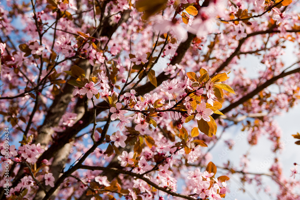 pink cherry blossom