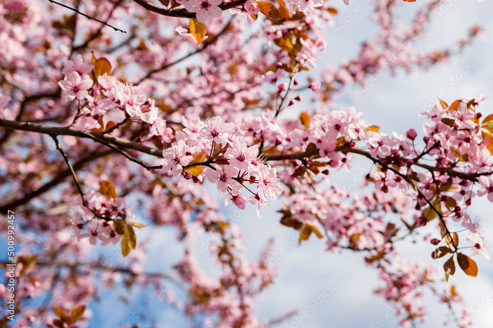 blossom in spring blossom in spring