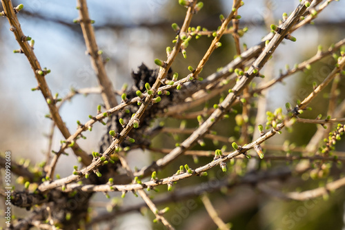 Young larch leaves bloom from buds on tree branches in spring in the city.