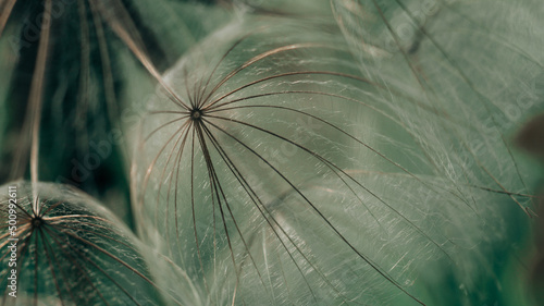 Close-up of dandelion, the details are reminiscent of a web, the fibers of the plant are zigzac and golden in color photo