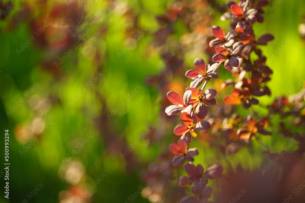 Barberry bush grows in a sunny spring day, floral card