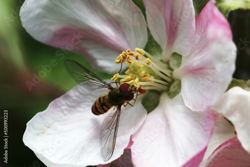 An insect on a flower of an apple tree